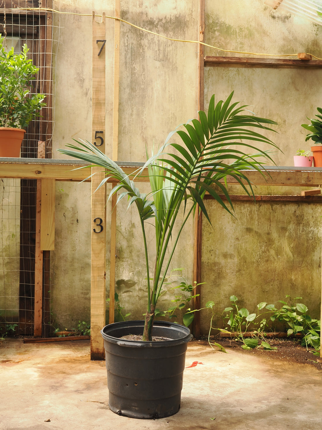 Full Size Kentia Palm