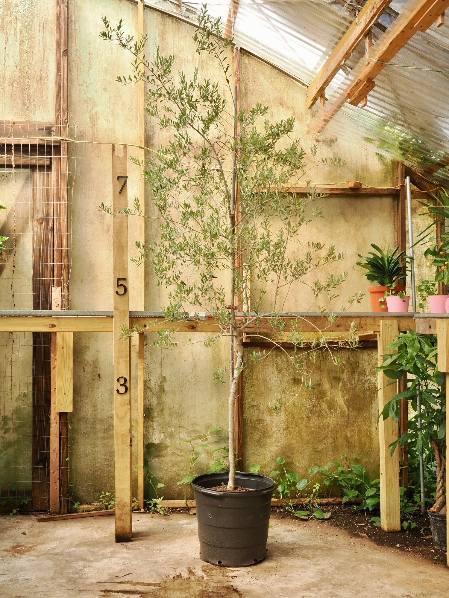 Huge Olive Tree