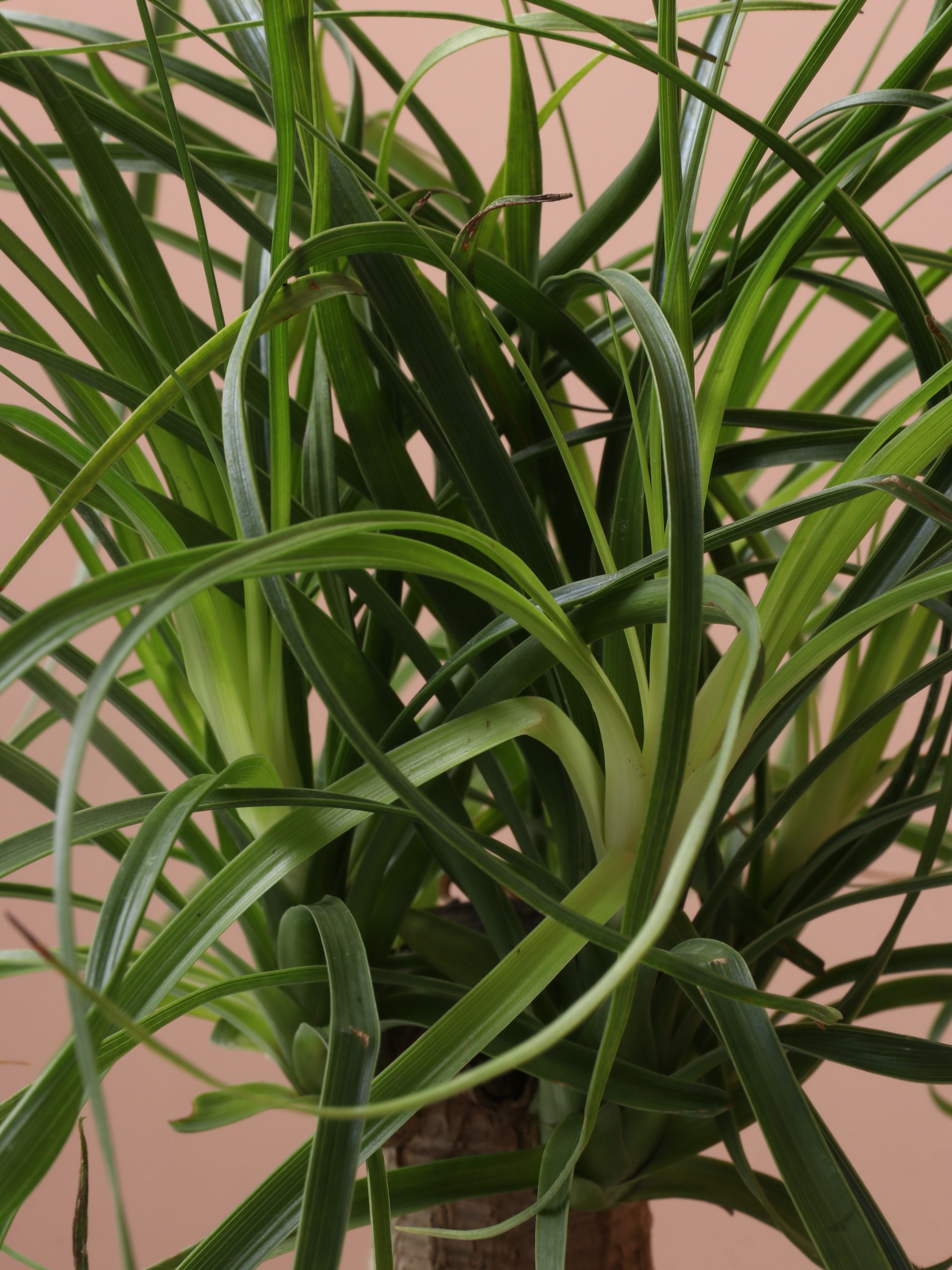 Dahing Plants Ponytail Palm - Thumbnail 3
