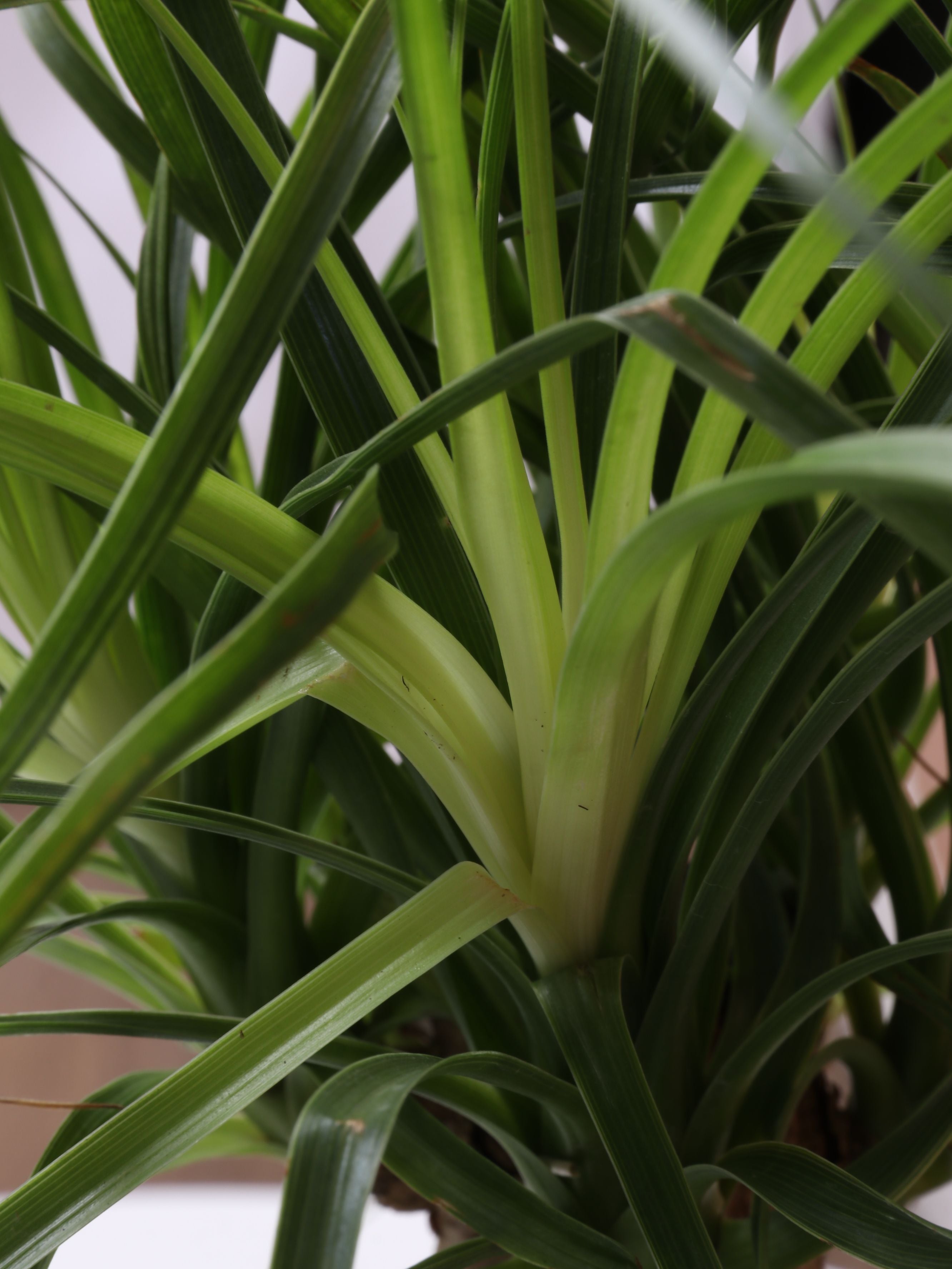 Dahing Plants Ponytail Palm - Thumbnail 4