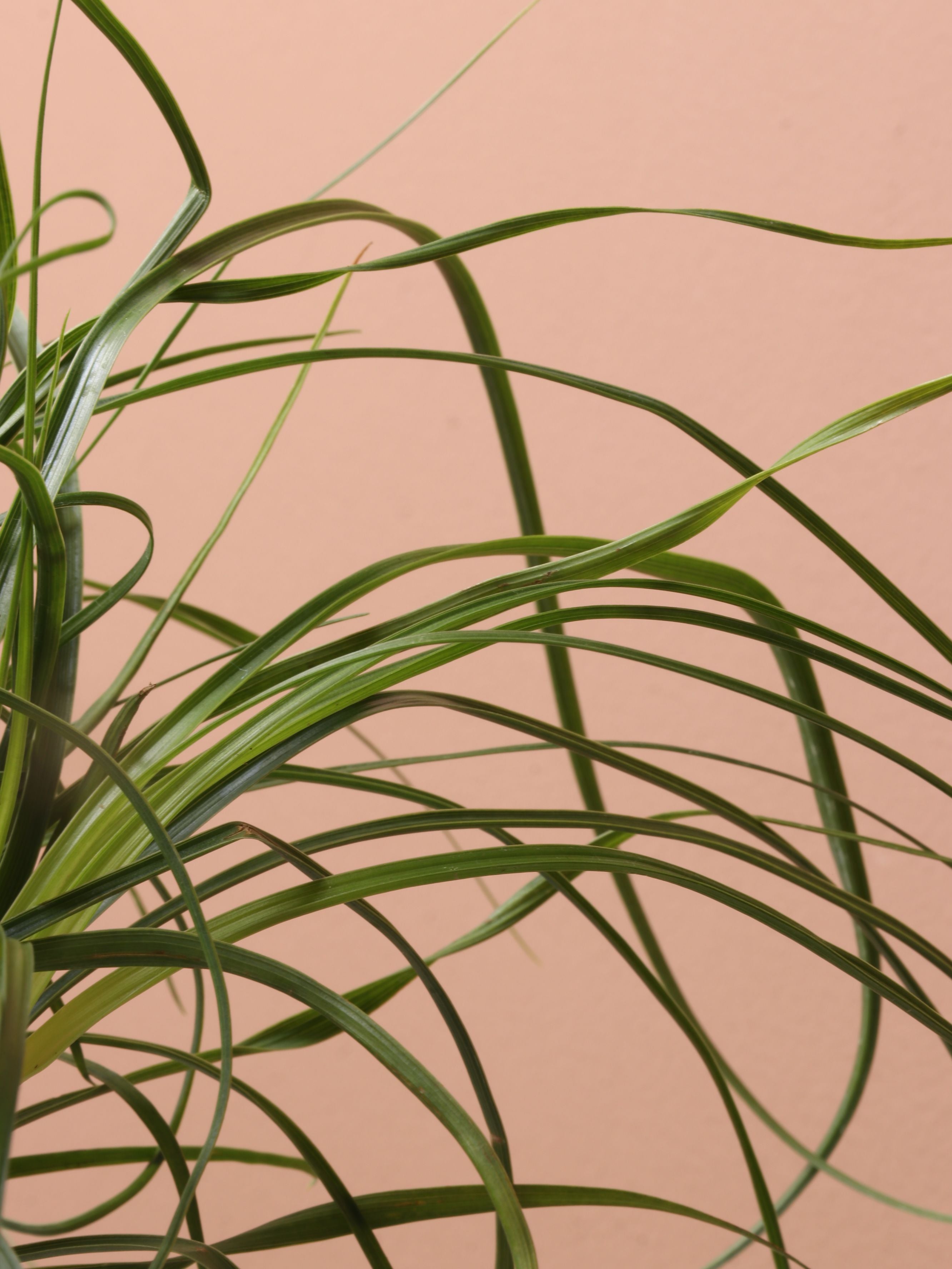 Dahing Plants Ponytail Palm