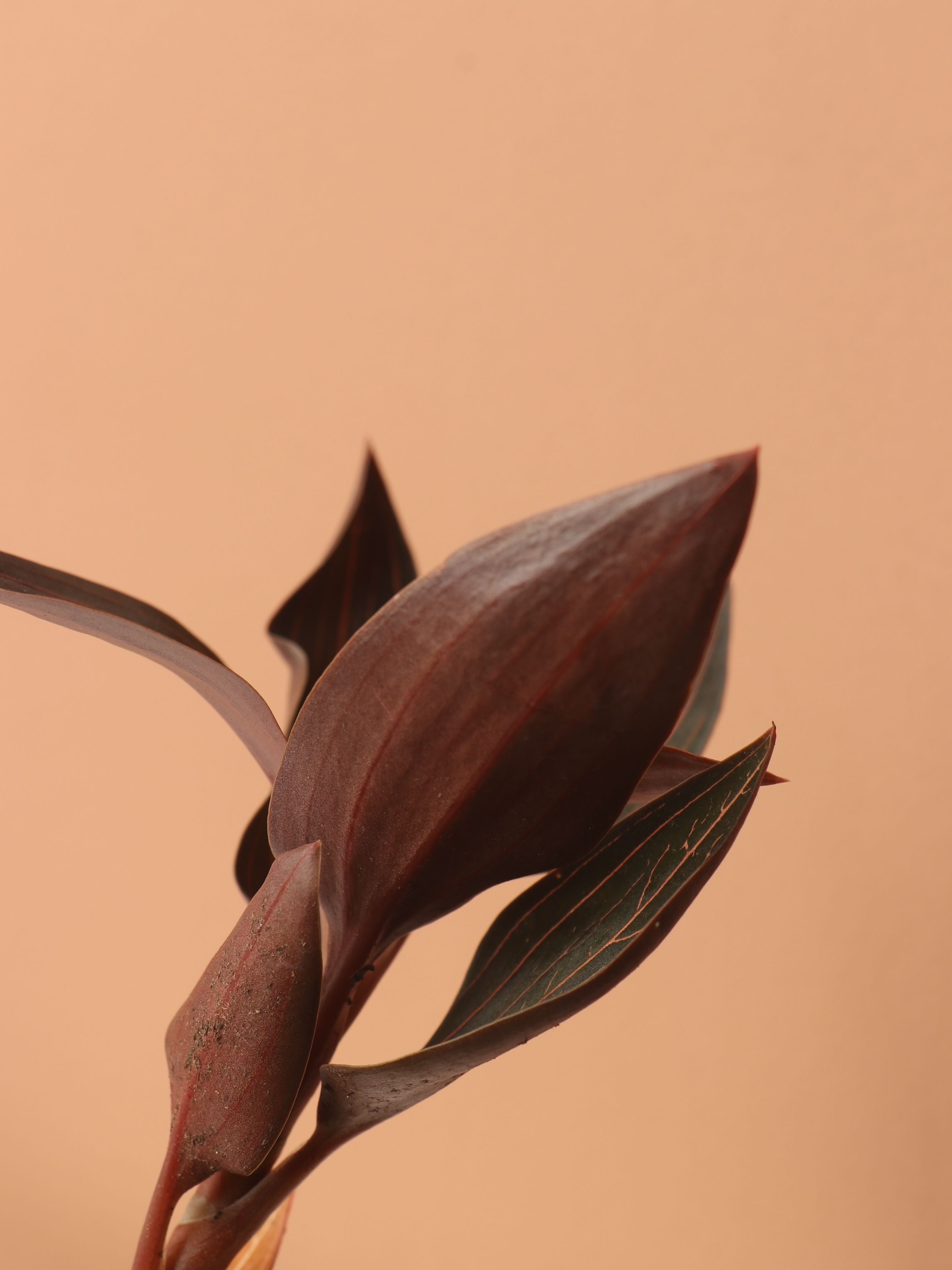 Small Jewel Orchid (Ludisia discolor)