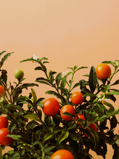 Small Jerusalem Cherry