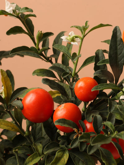 Small Jerusalem Cherry