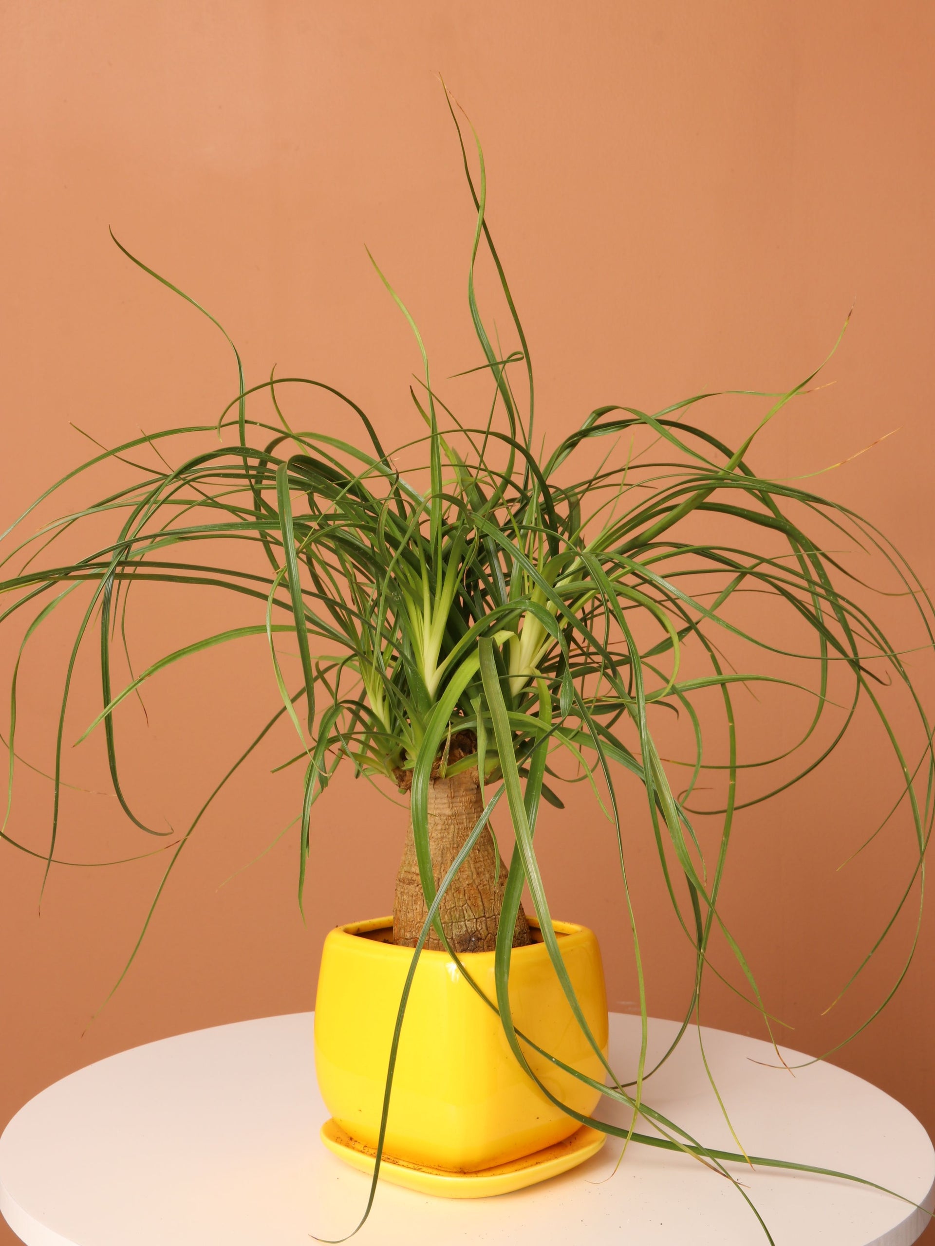 farmville 2 ponytail palm tree Buy Small Ponytail Palm Online | Indoor Palm