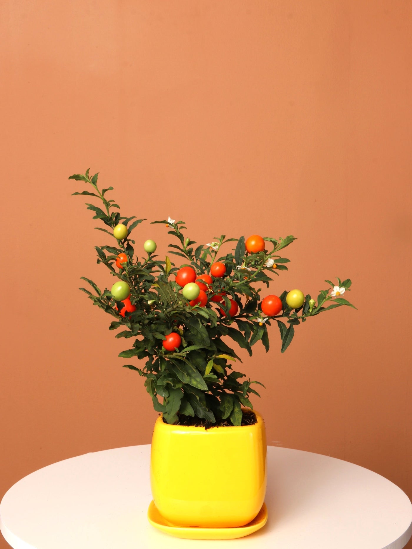 Small Jerusalem Cherry