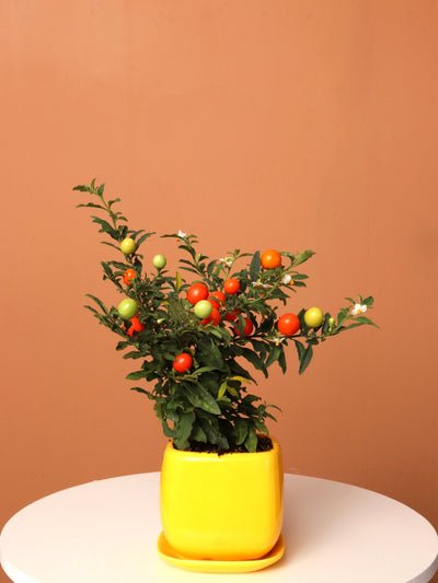 Small Jerusalem Cherry