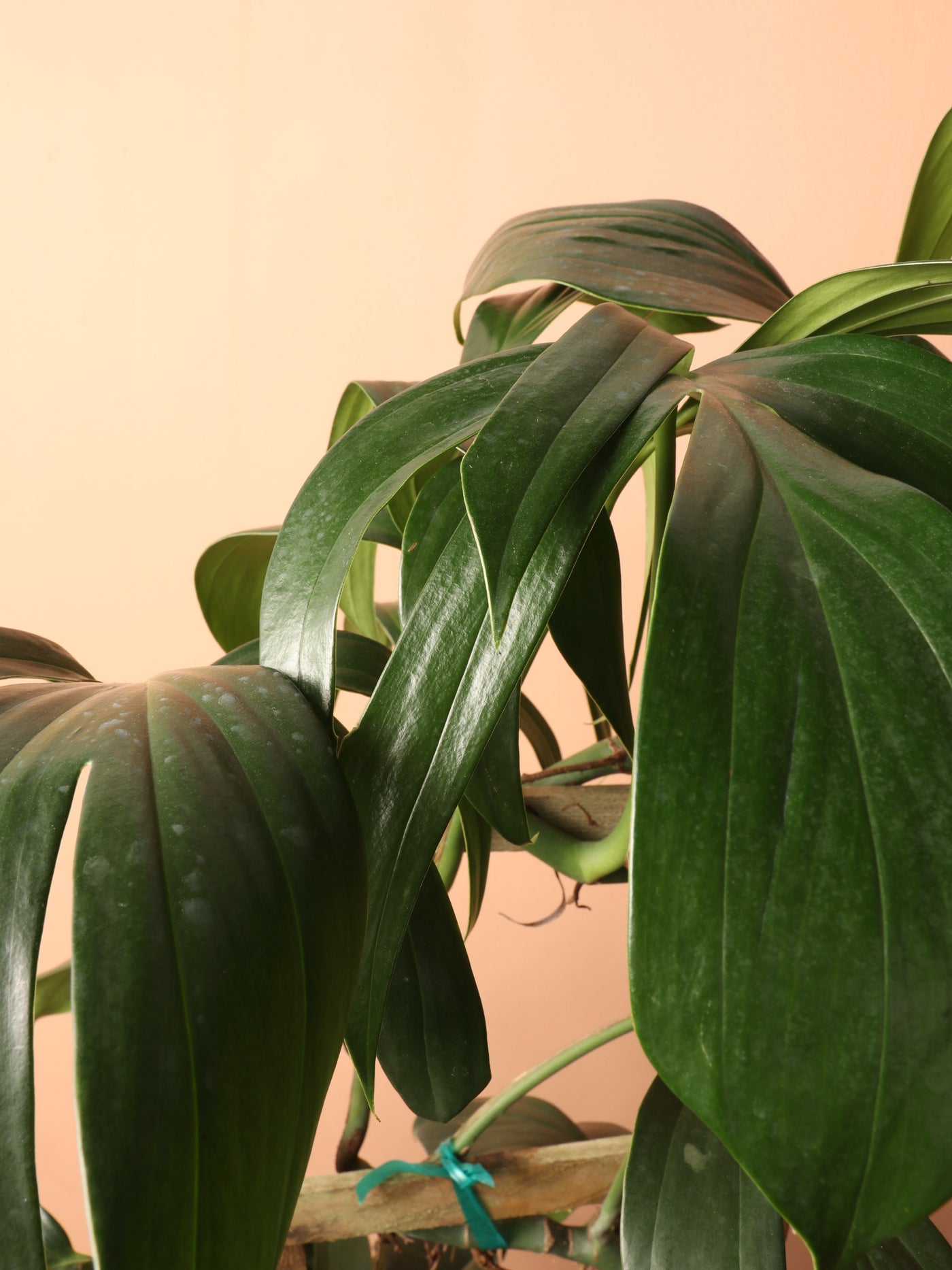 Large Philodendron Dragon Tail Pole
