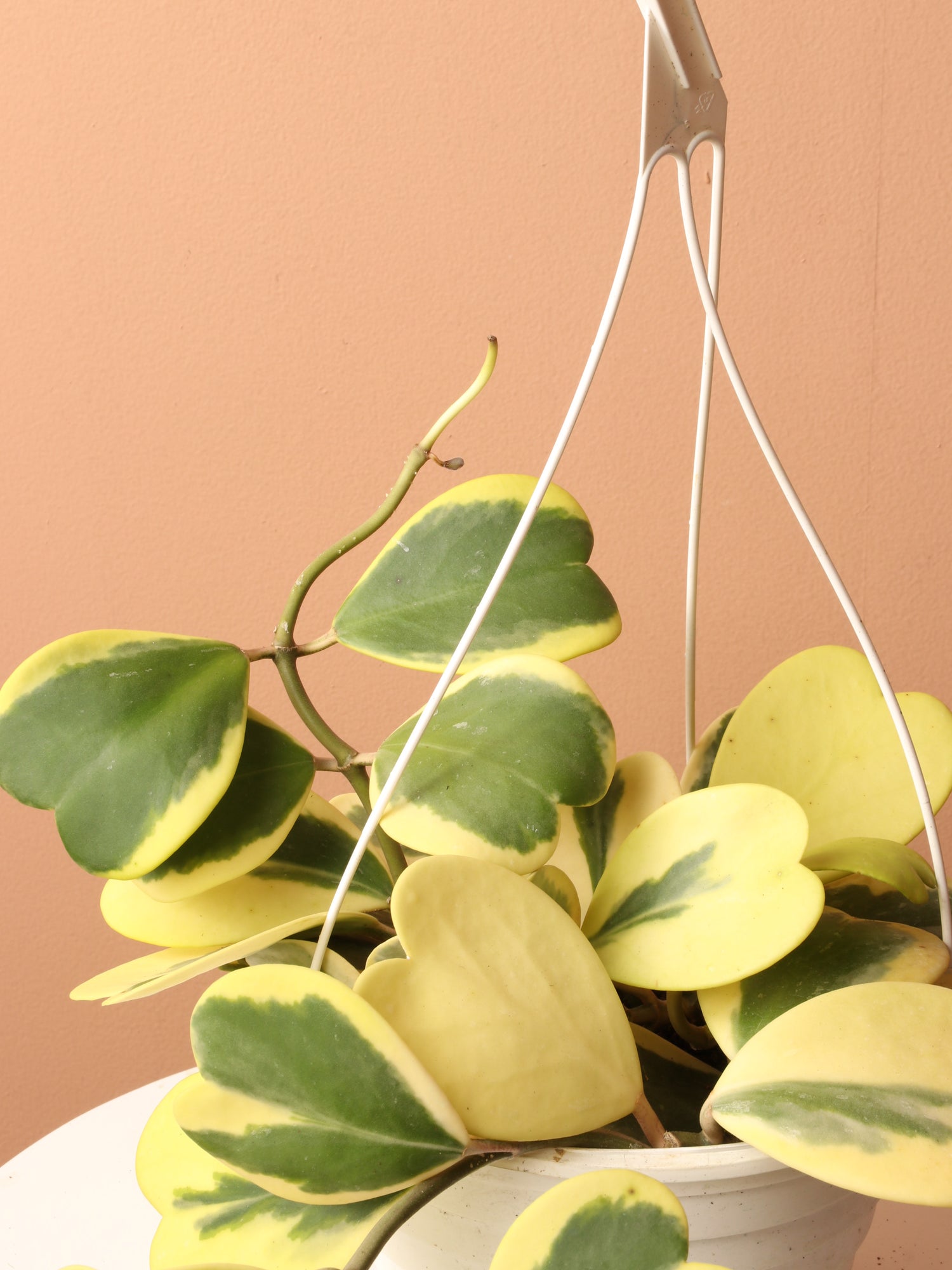 Hanging Variegated Hoya Heart (Kerrii)