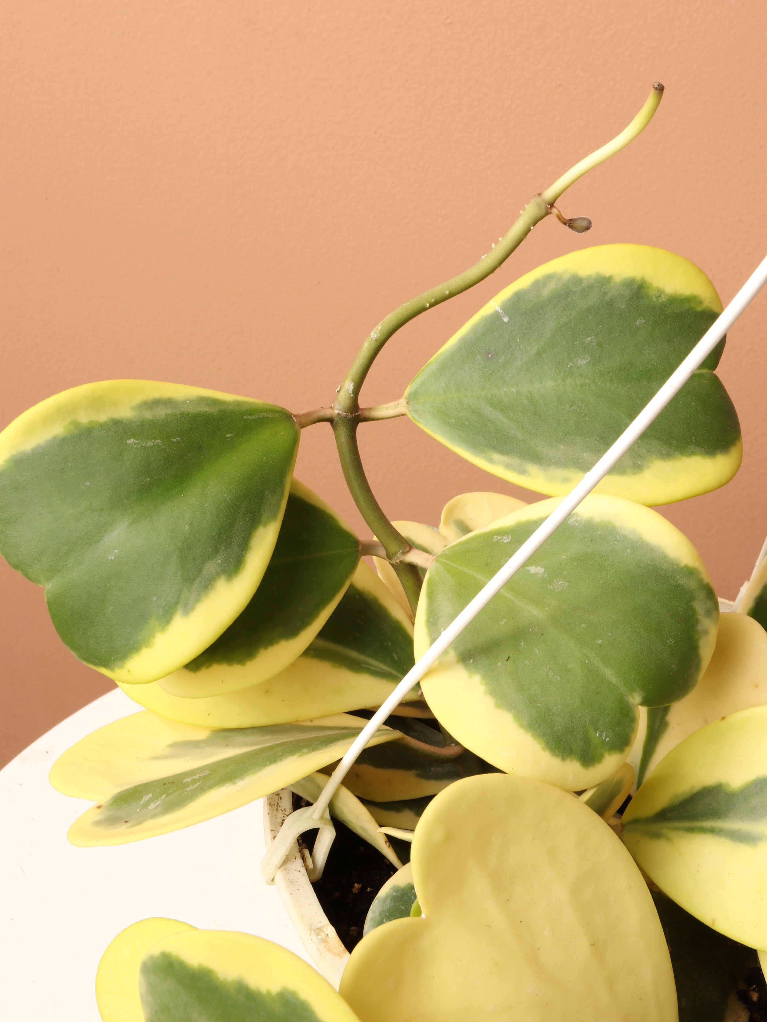 Hanging Variegated Hoya Heart (Kerrii)