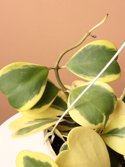 Hanging Variegated Hoya Heart (Kerrii)