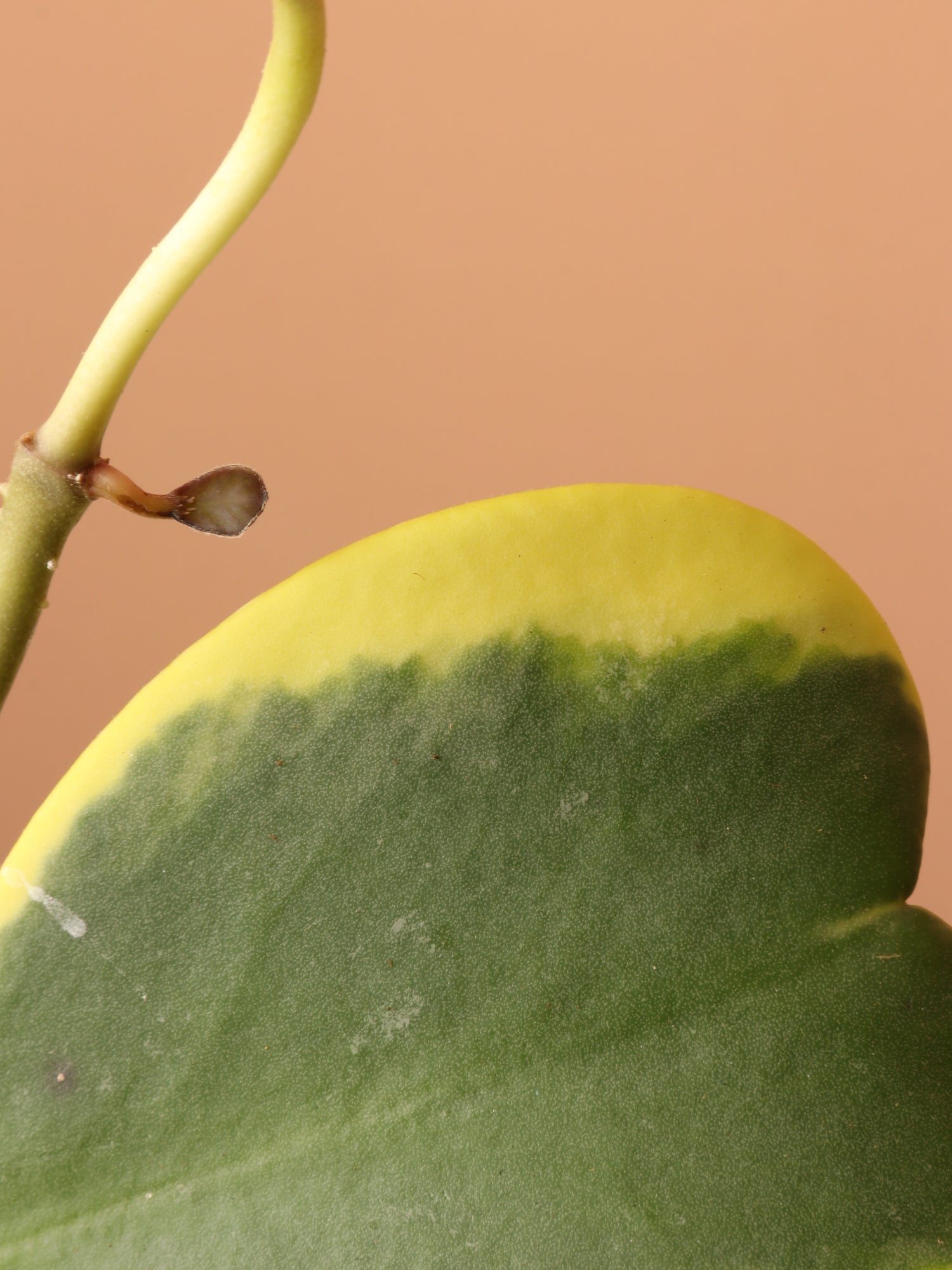 Hanging Variegated Hoya Heart (Kerrii)