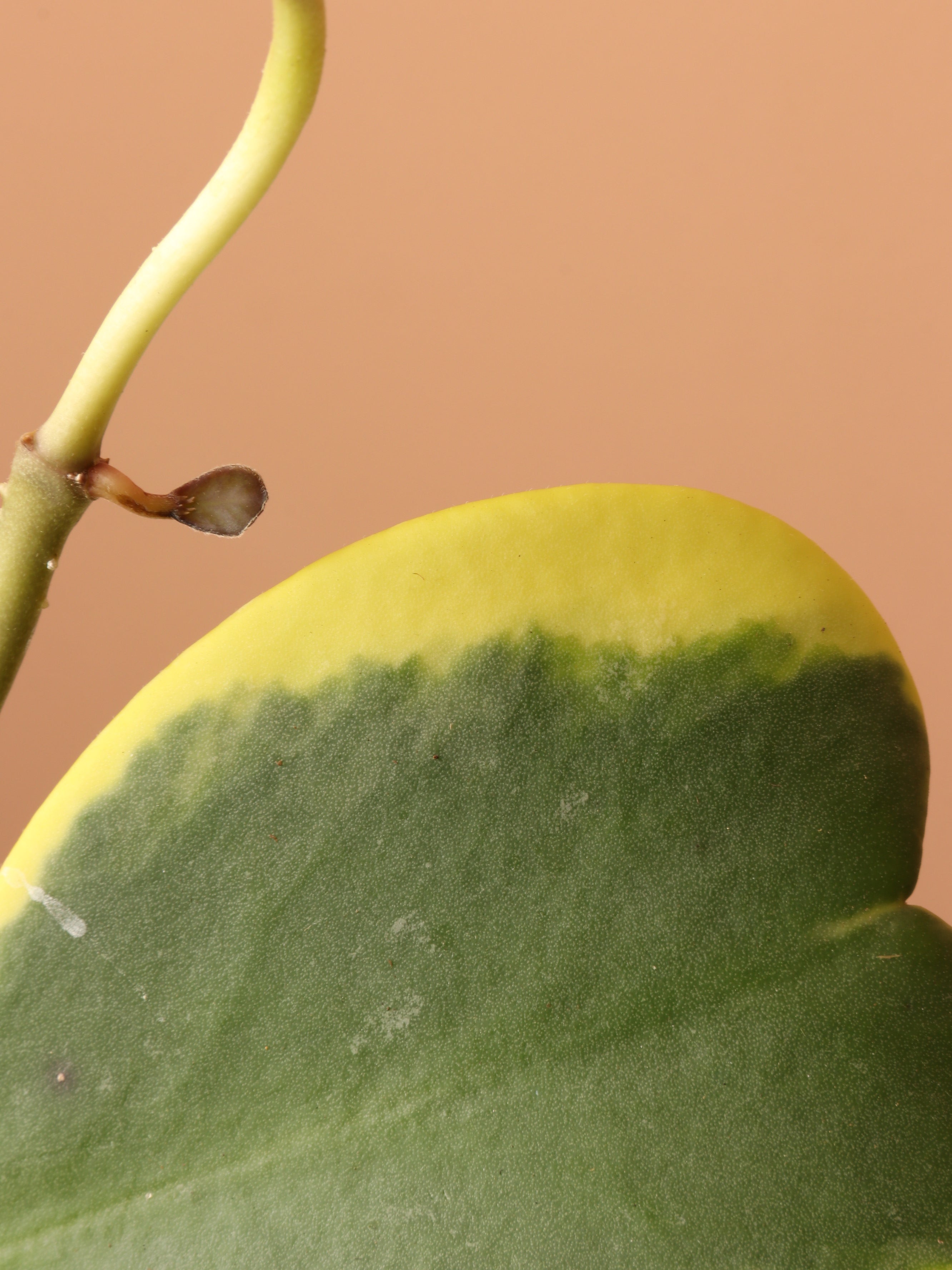 Hanging Variegated Hoya Heart (Kerrii)