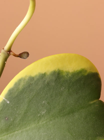 Hanging Variegated Hoya Heart (Kerrii)