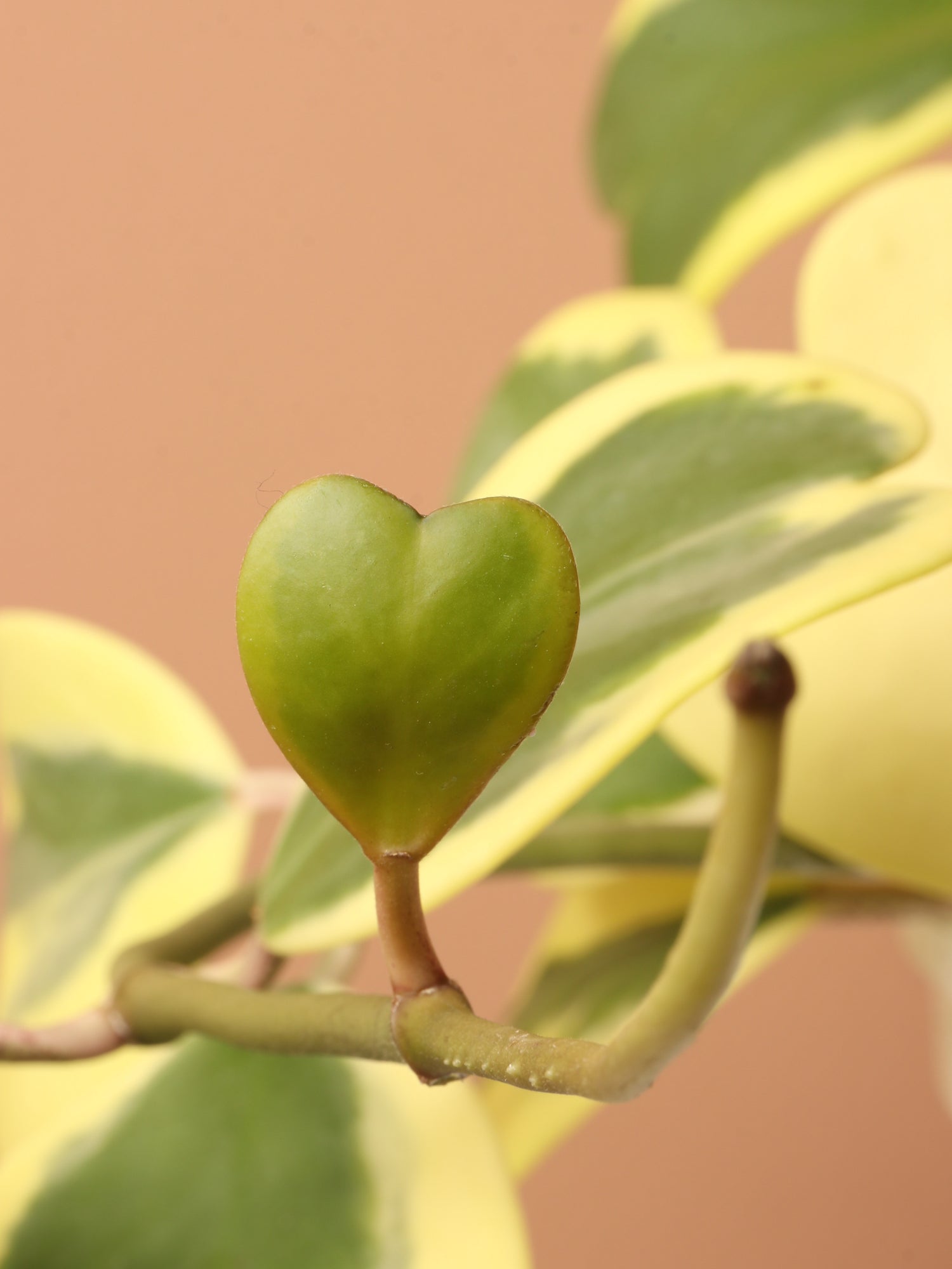 Hanging Variegated Hoya Heart (Kerrii)