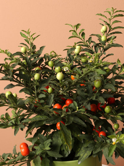 Medium Jerusalem Cherry – Dahing Plants