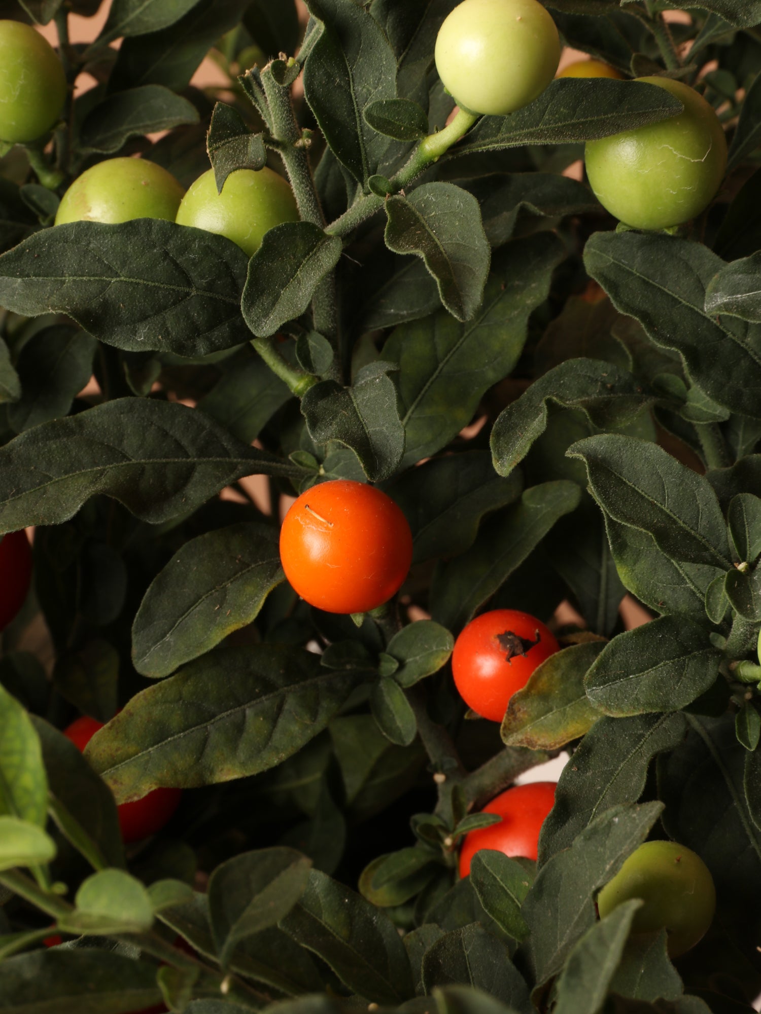 Medium Jerusalem Cherry