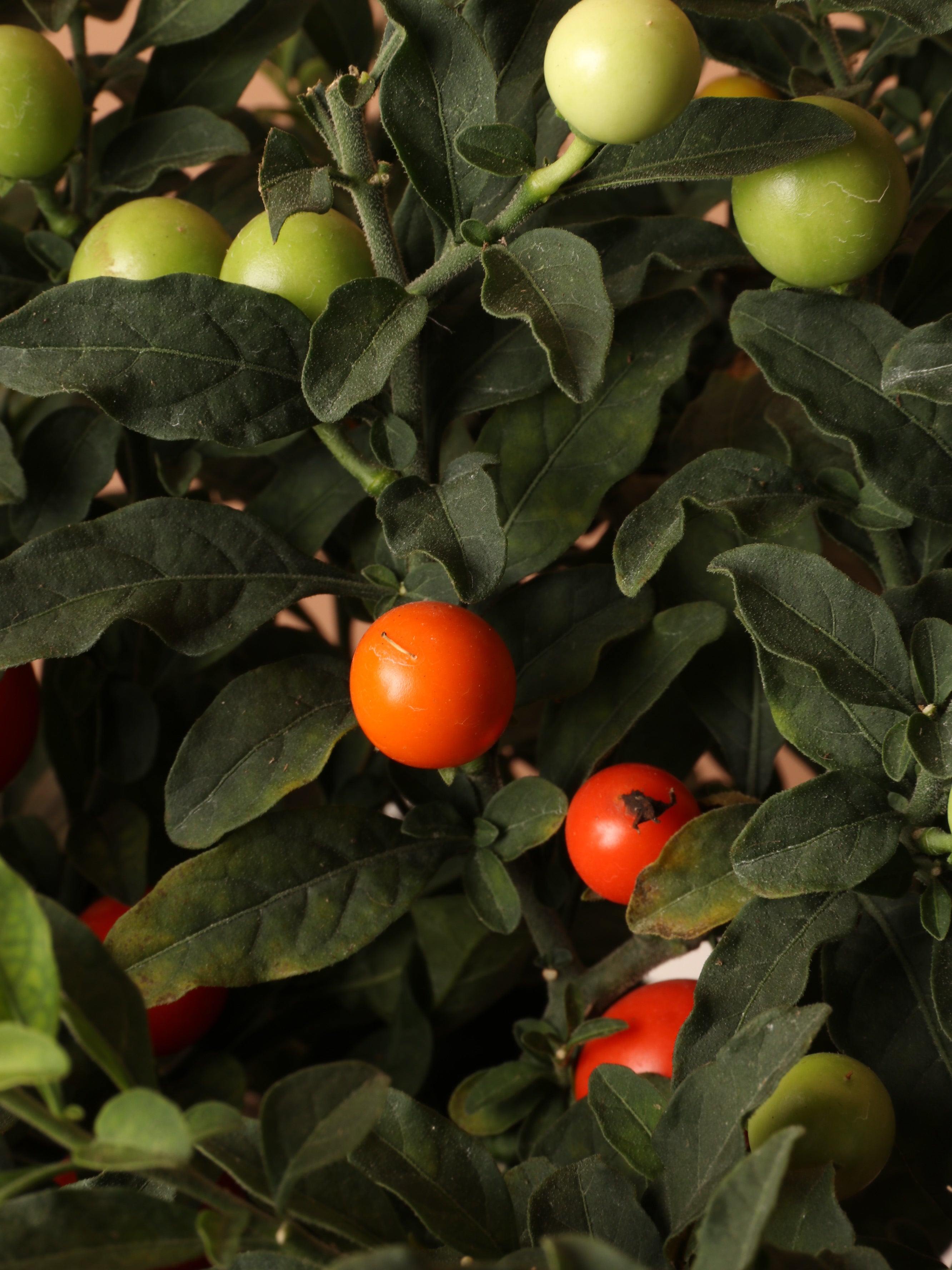 Medium Jerusalem Cherry
