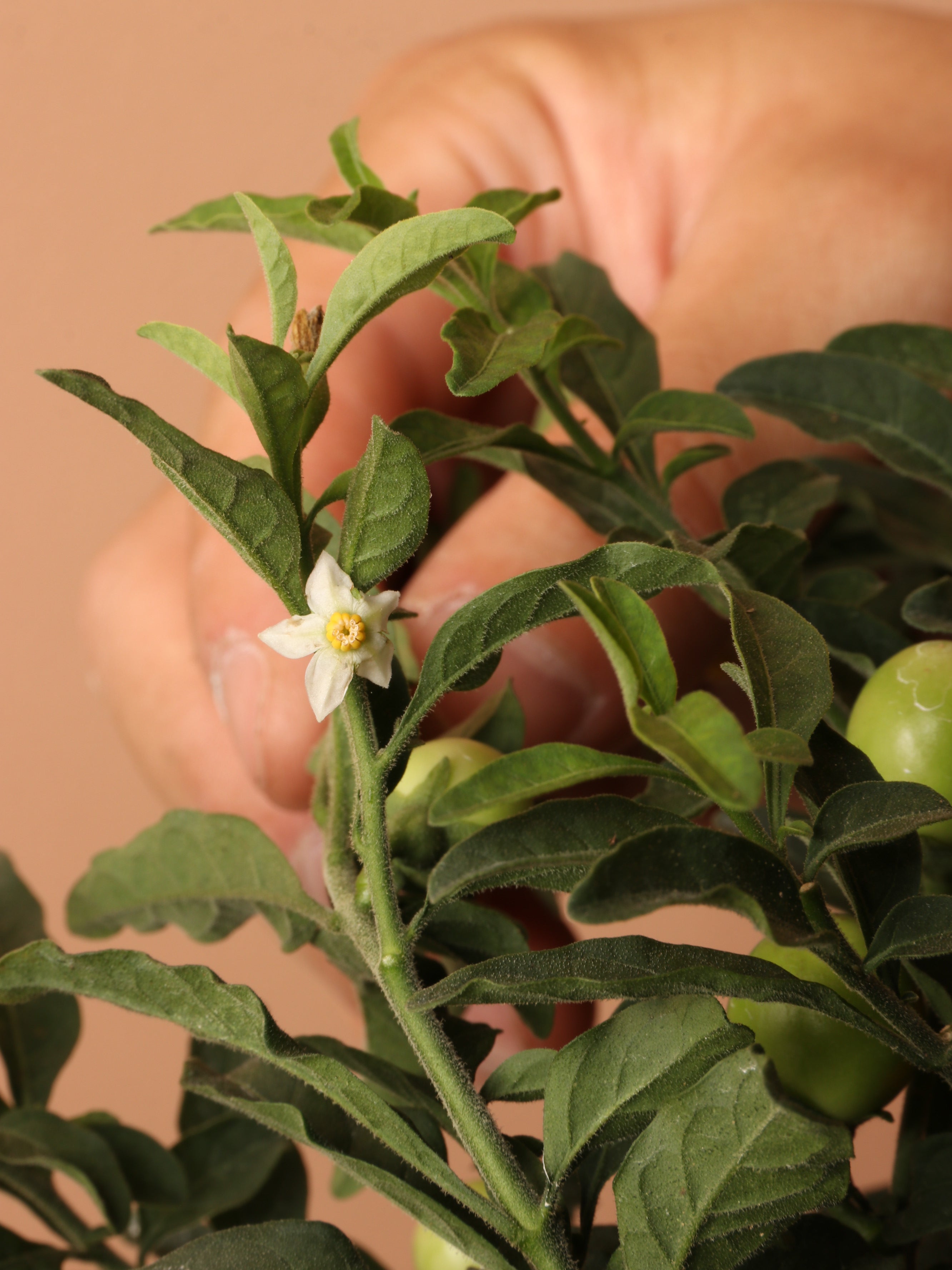 Medium Jerusalem Cherry – Dahing Plants