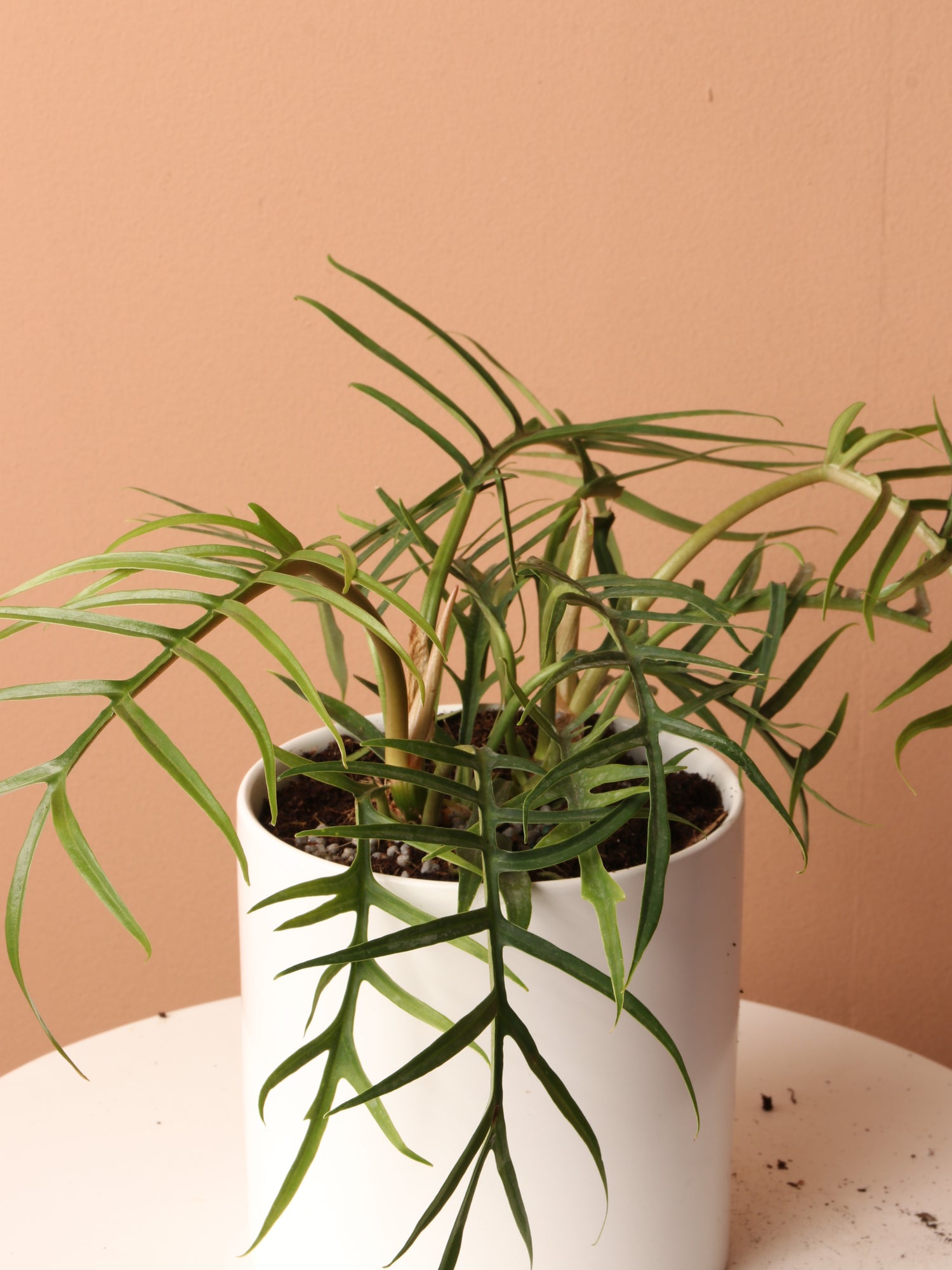 philodendron polypodioides vs tortum Medium Philodendron 'Tortum'