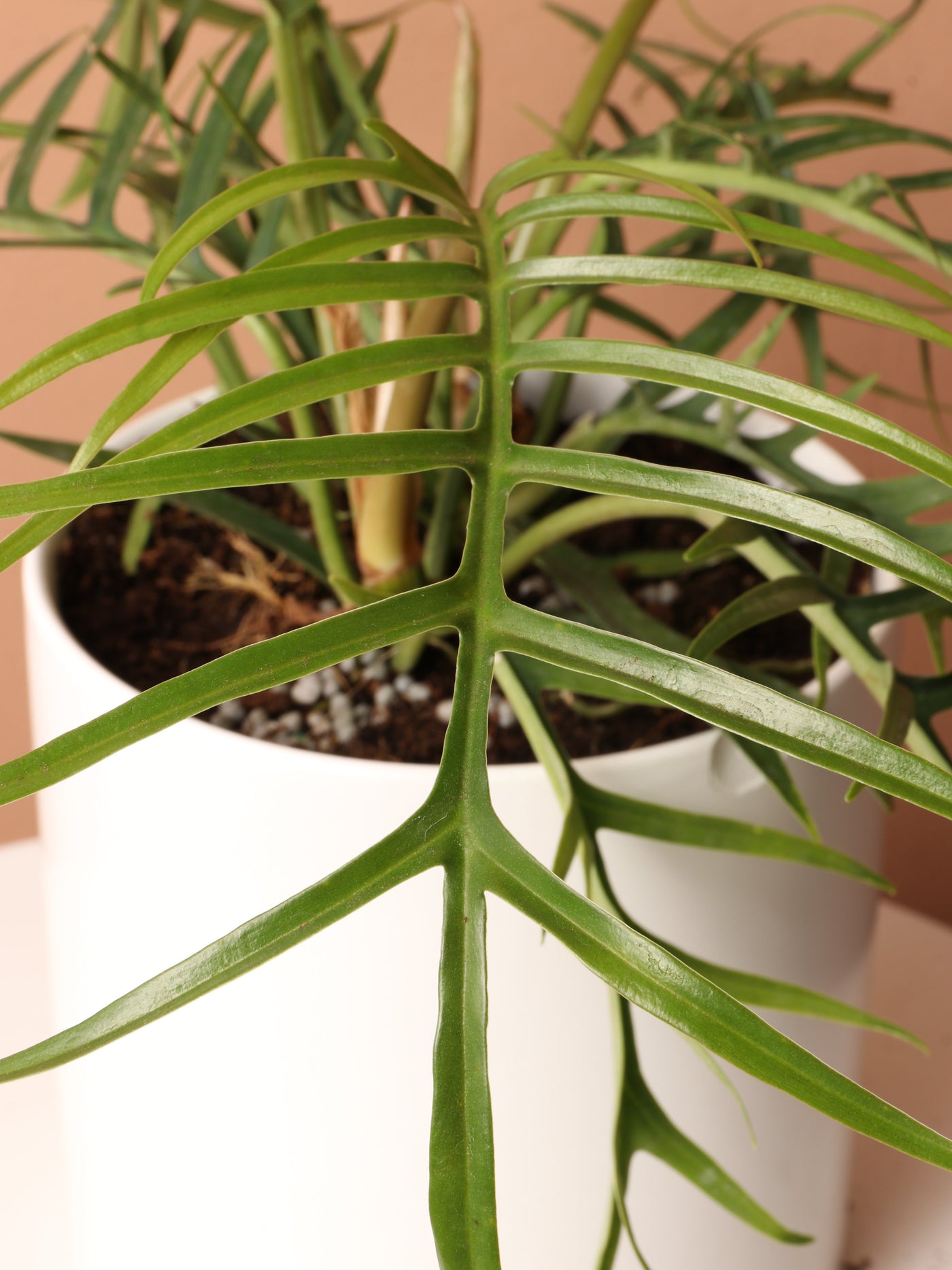 Medium Philodendron 'Tortum'