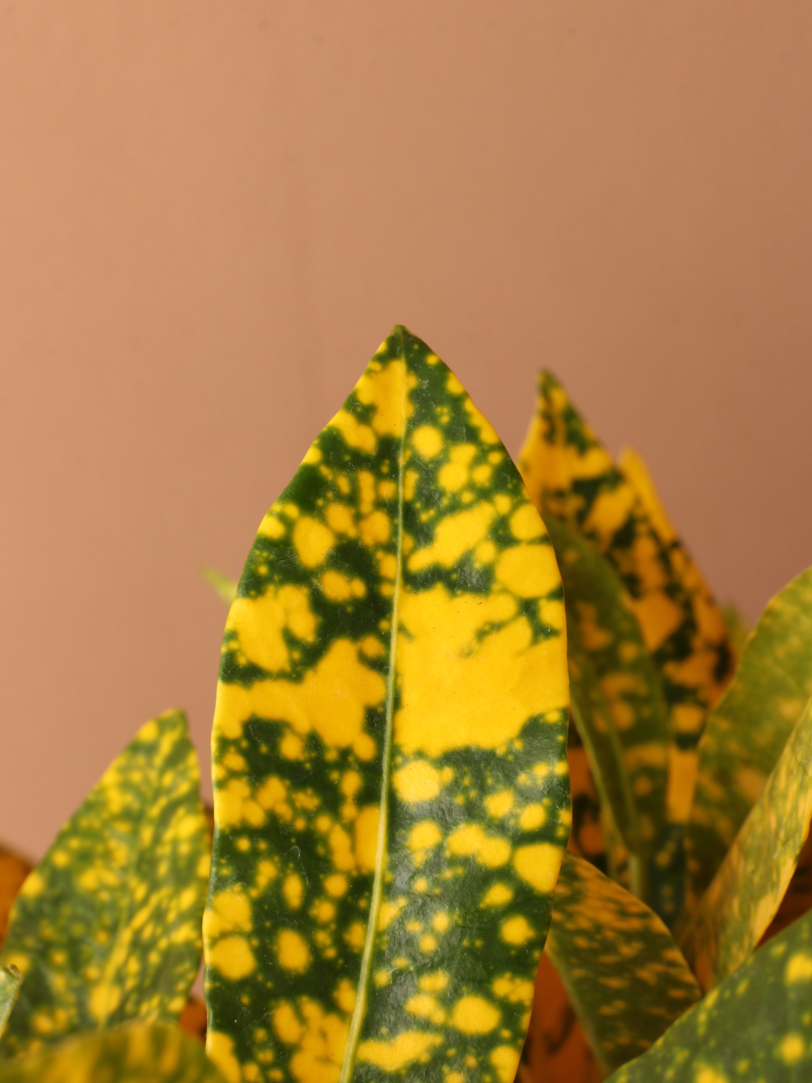 Medium Superstar Croton