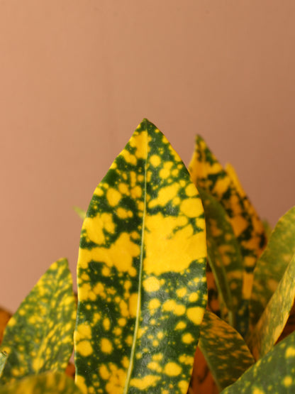 Medium Superstar Croton