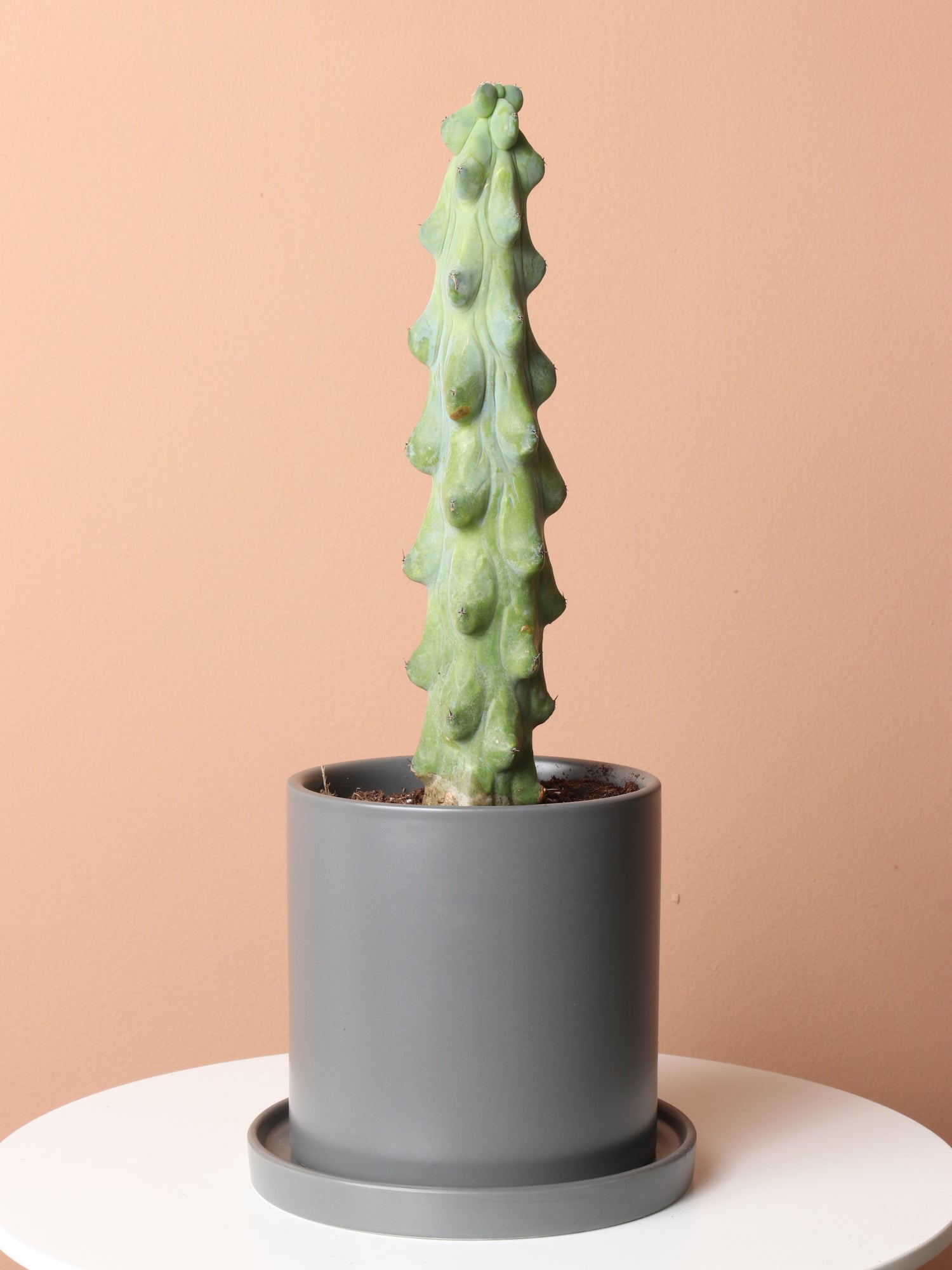 succulent breasts Buy Medium Booby Cactus Online | Indoor Succulent
