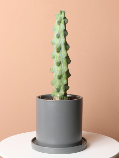 Medium Booby Cactus – Dahing Plants