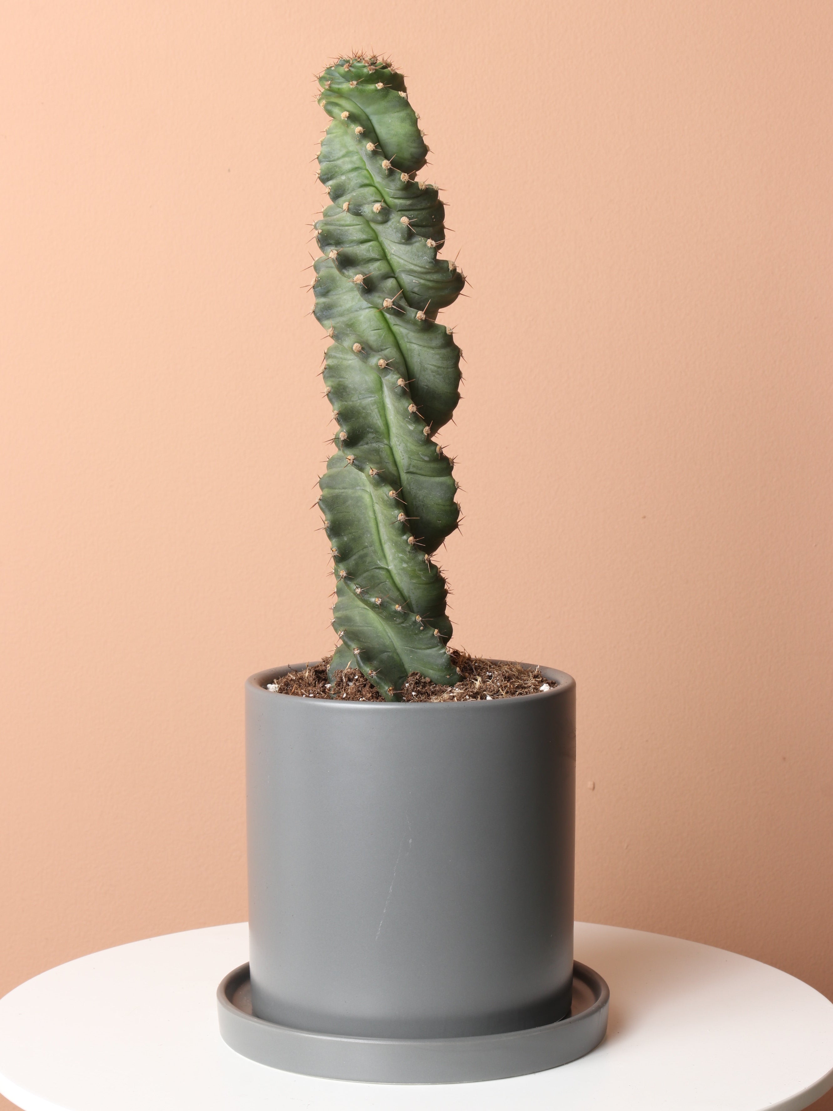Medium Spiral Cactus