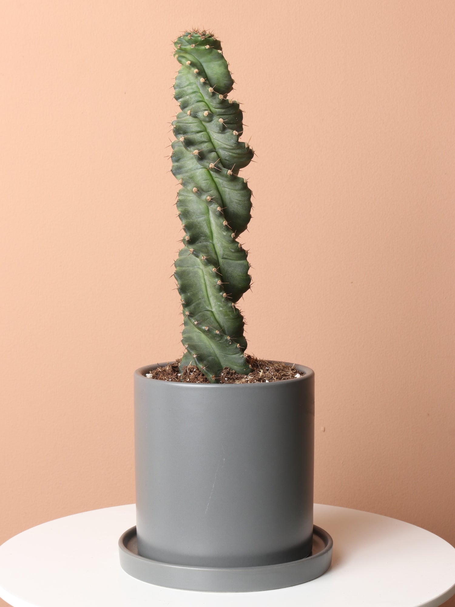 Medium Spiral Cactus
