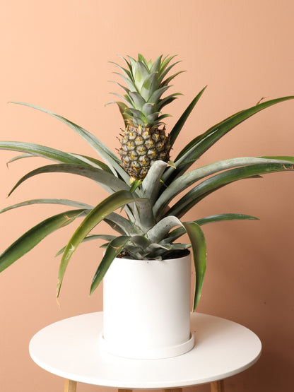 canned pineapple plant Buy Pineapple Plant Online | Easy Care House Plant