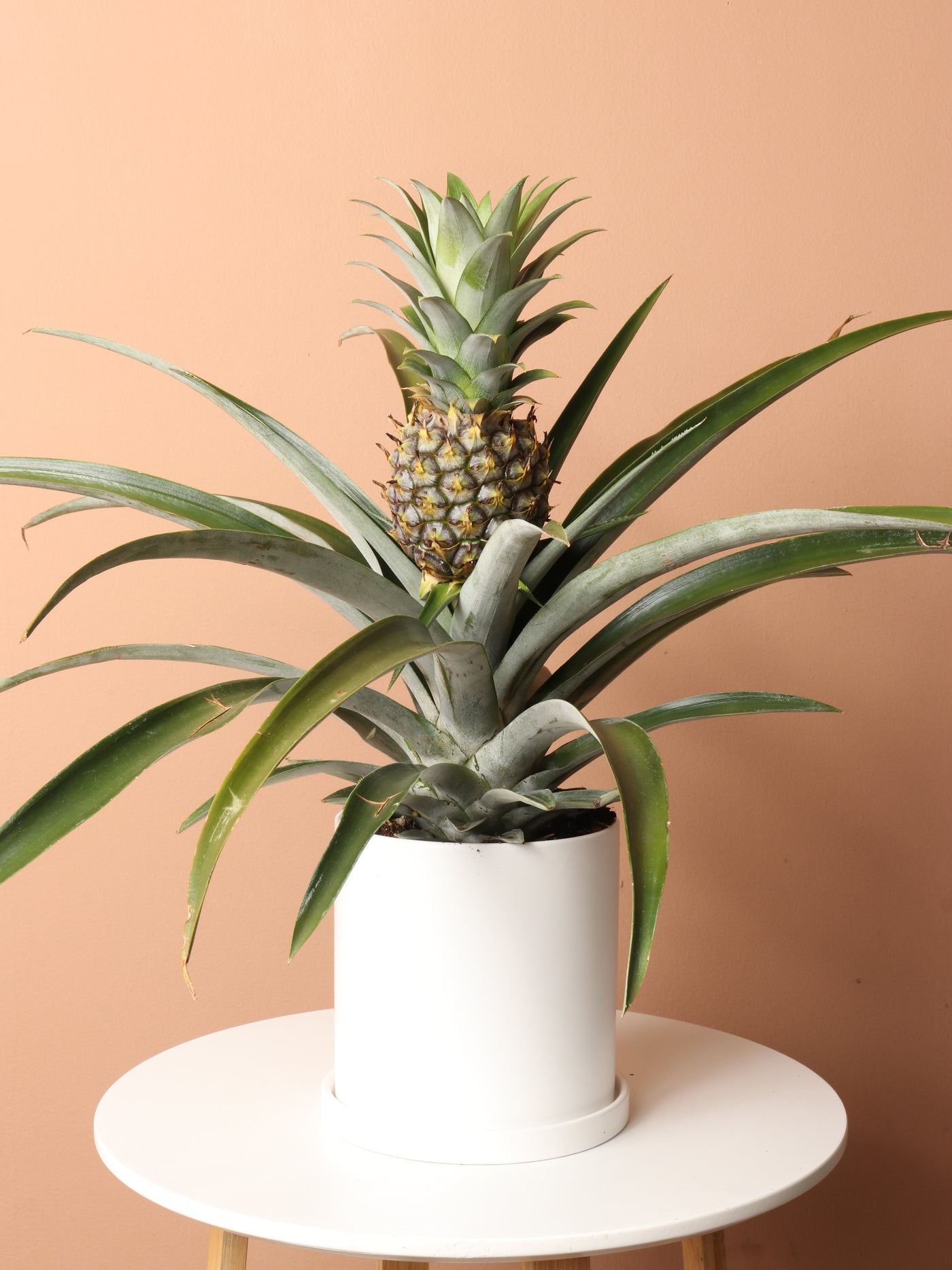 Medium Pineapple Plant