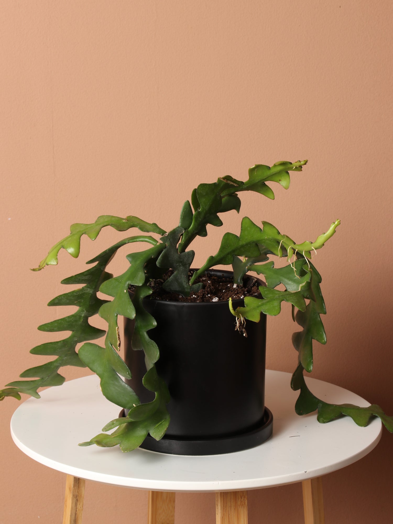 Medium Fishbone Cactus – Dahing Plants