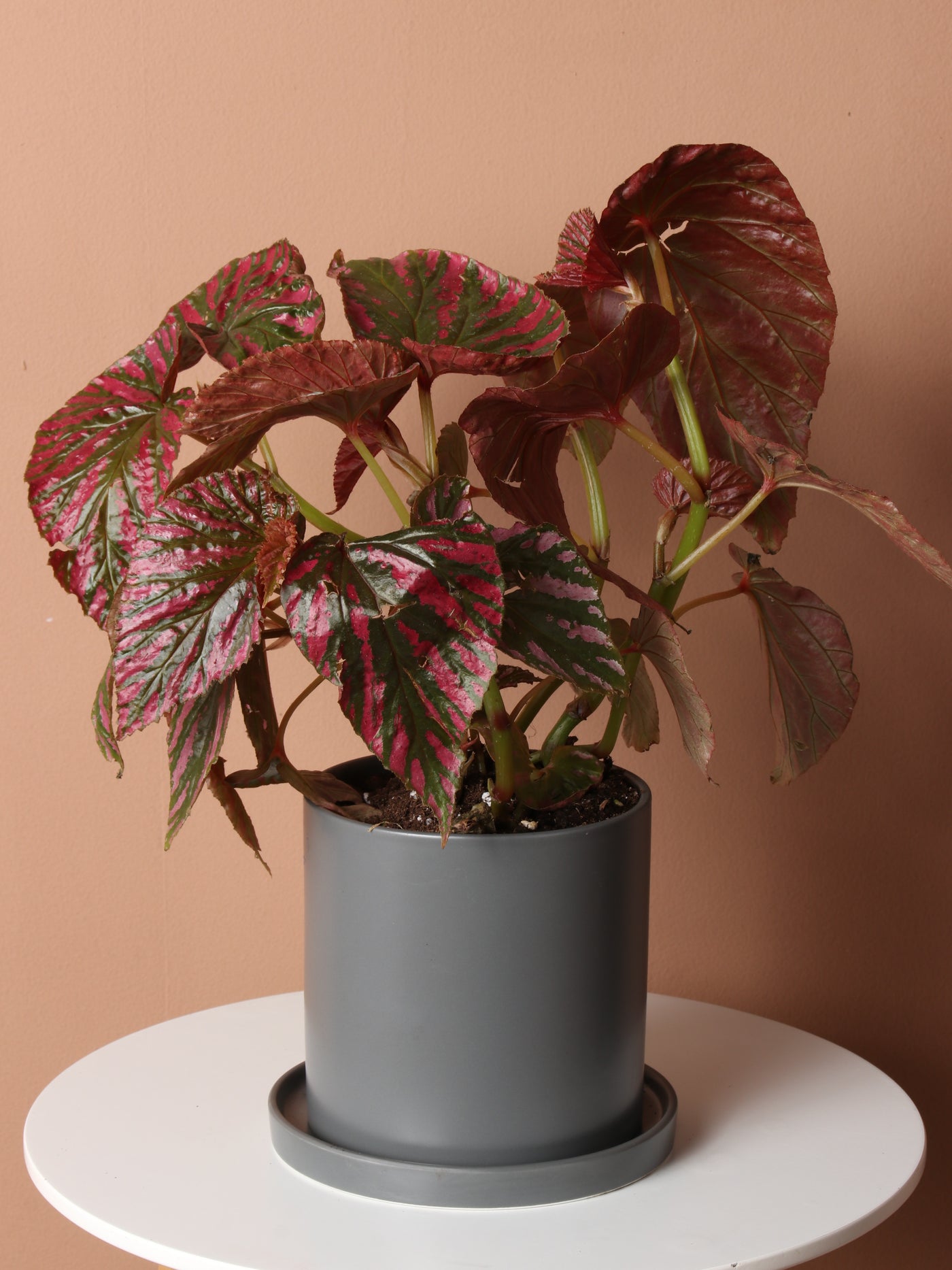 Exotica Begonia