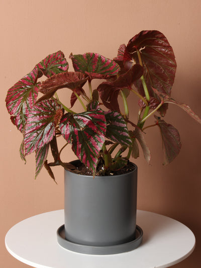 Exotica Begonia