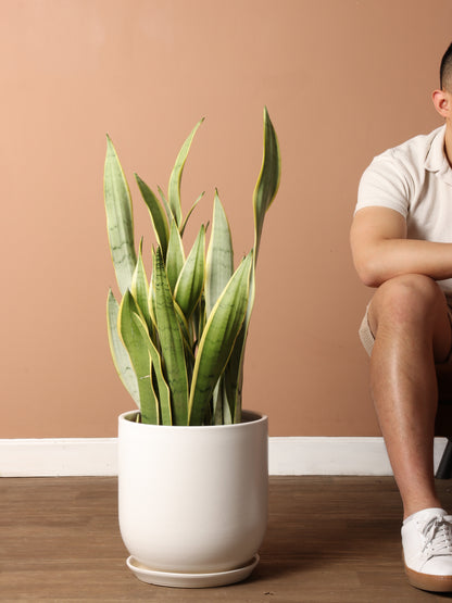 Large Silver Snake Plant (&