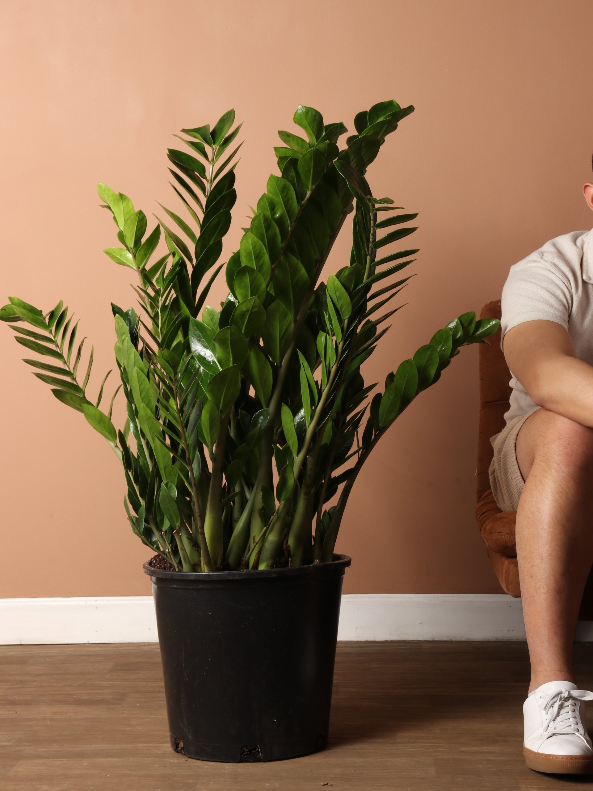 white zz plant for sale 6-8ft ZZ Plant – Dahing Plants