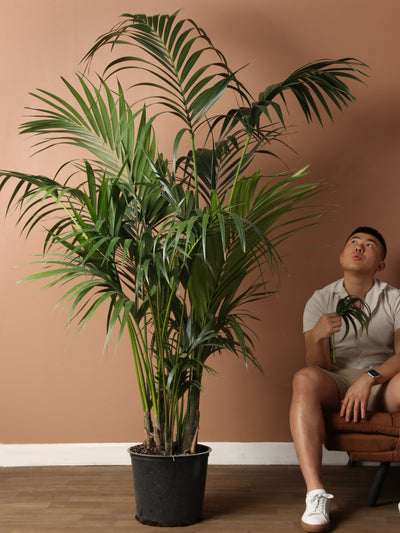 Full Size Kentia Palm