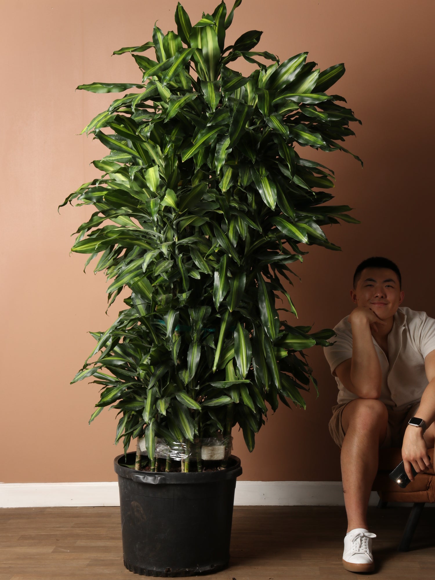 cintho dracaena Huge Dracaena Cintho Cane