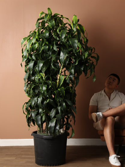 dracaena dorado Buy Dracaena Dorado Cane Online | Large Indoor Plant
