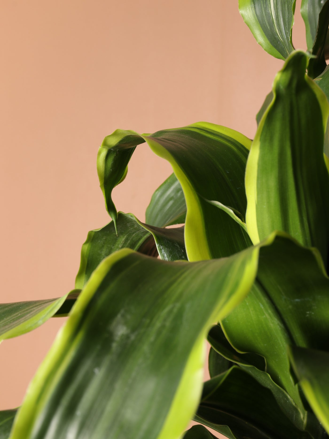 Huge Dracaena Dorado Cane