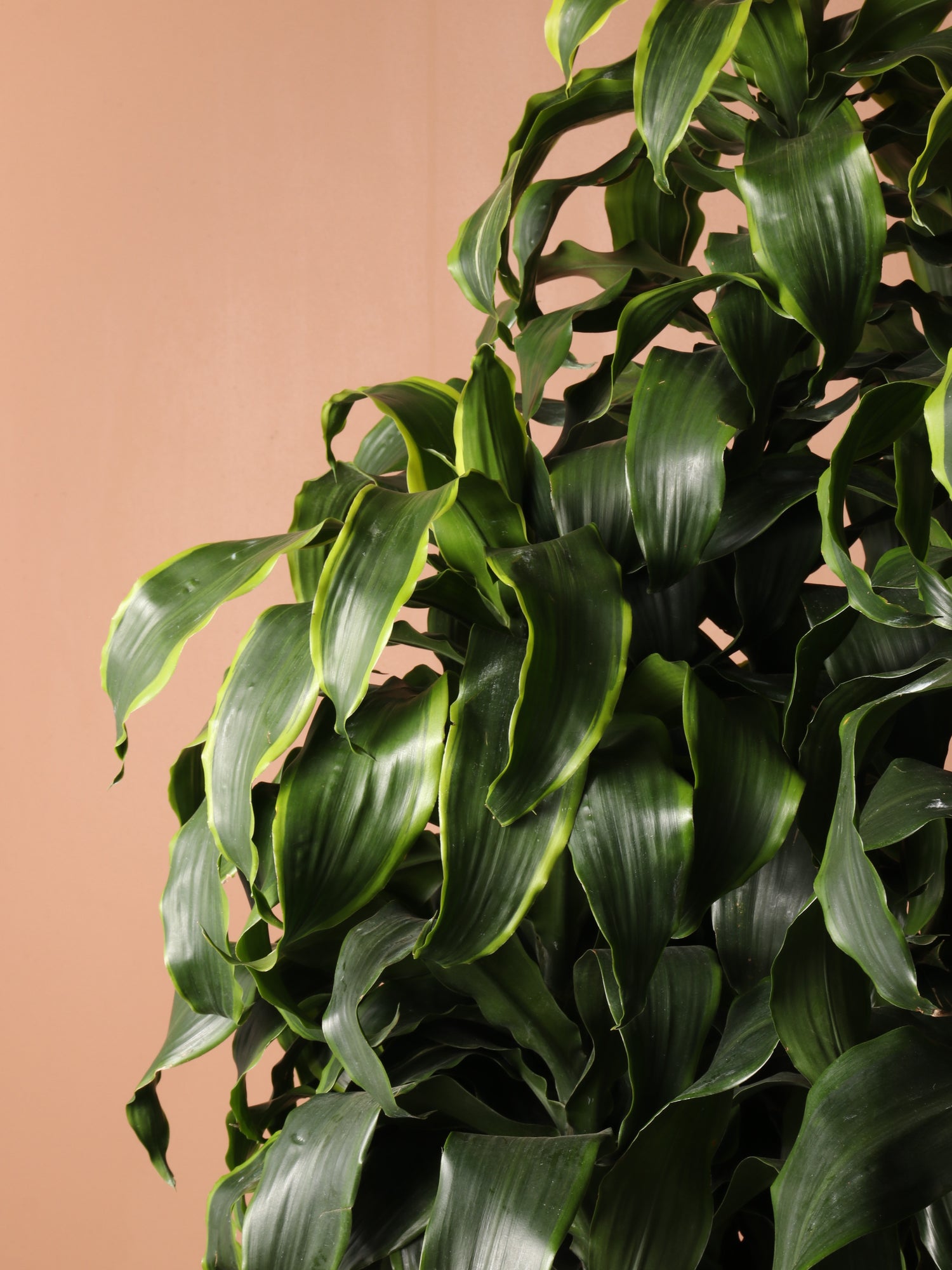 dracaena art cane Huge Dracaena Dorado Cane