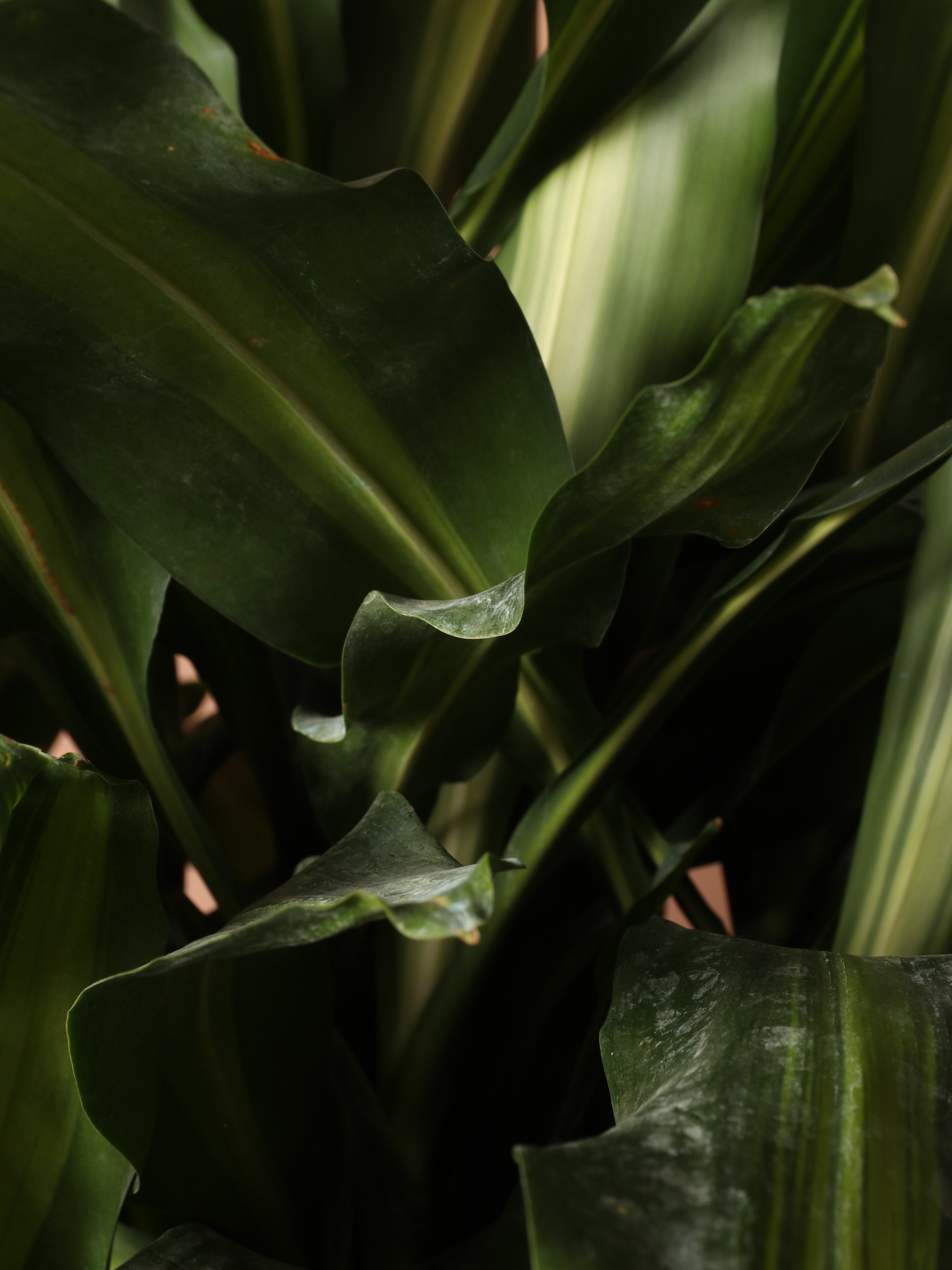 7-10FT Dracaena Cintho Cane – Dahing Plants