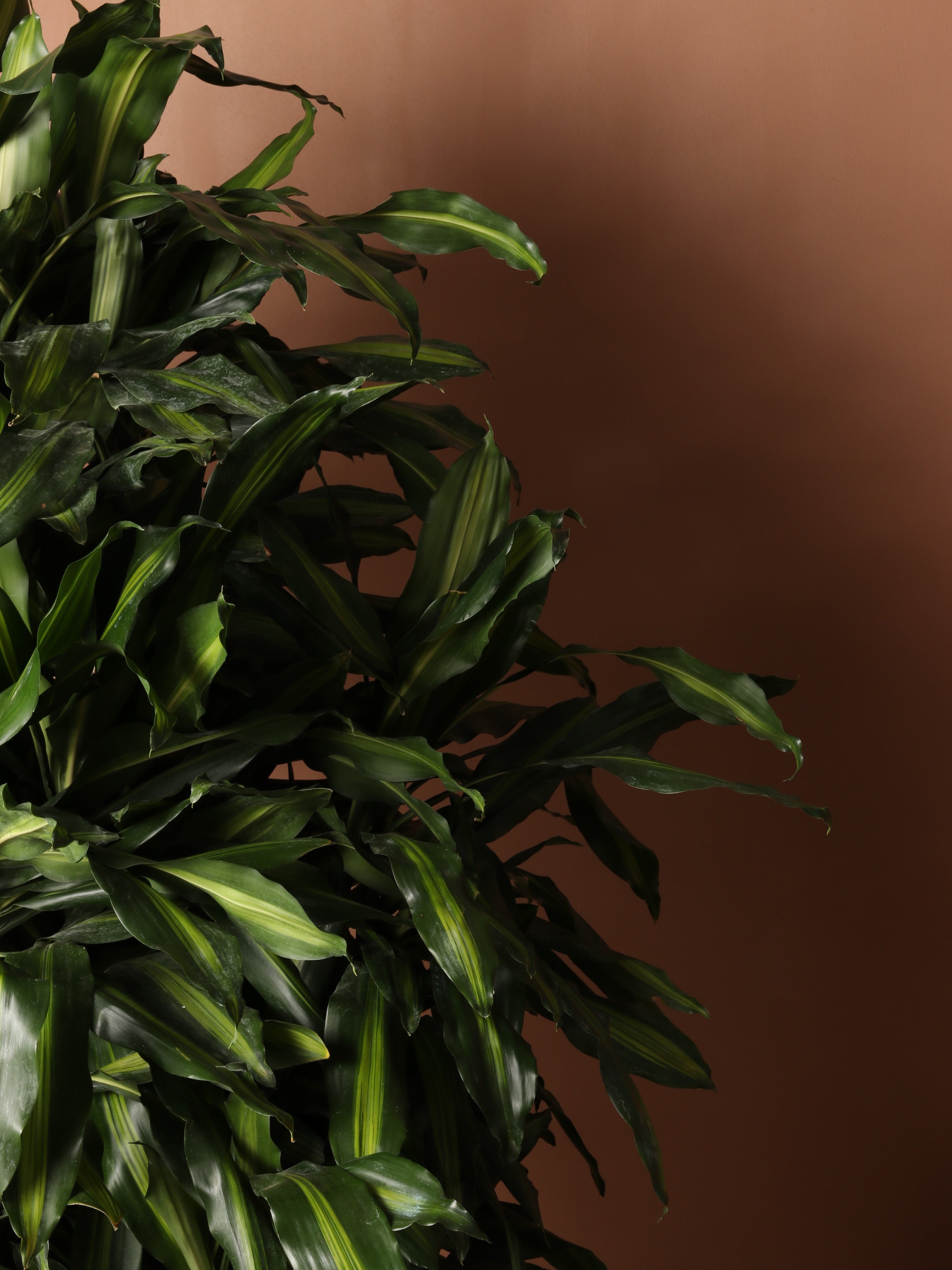 dracena cintho 7-10FT Dracaena Cintho Cane – Dahing Plants