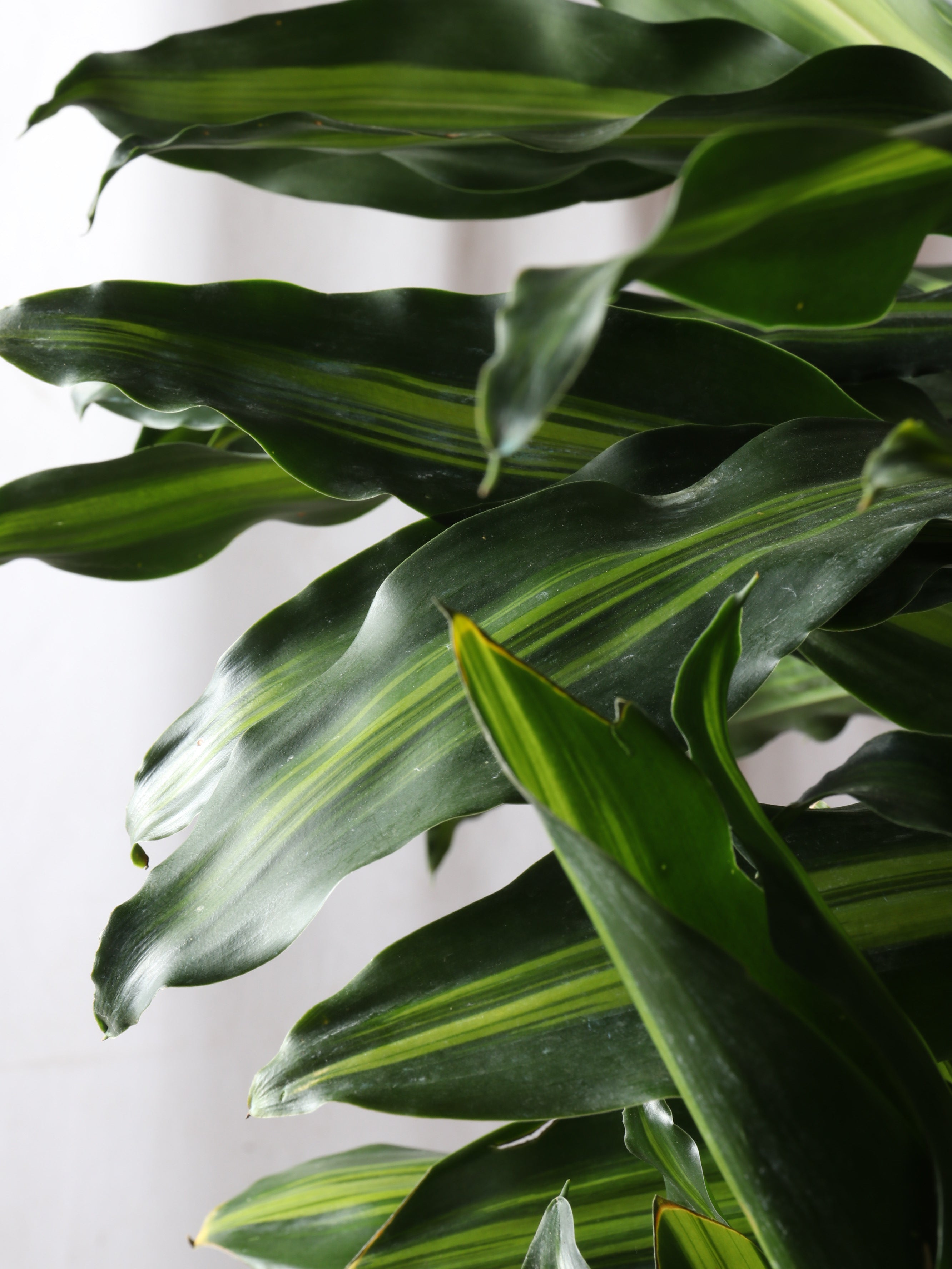 dracaena cintho plant Buy Dracaena Cintho Cane Online | Large Indoor Plant