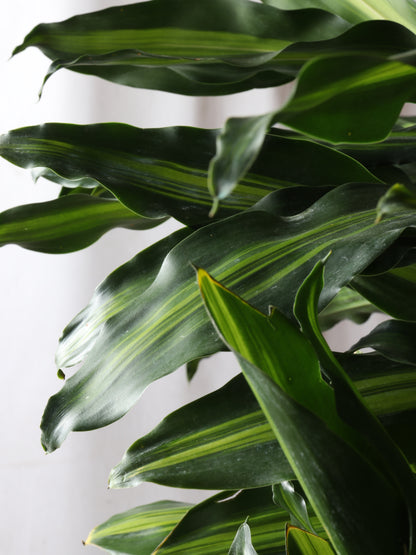 dracaena cintho water Buy Dracaena Cintho Cane Online | Large Indoor Plant