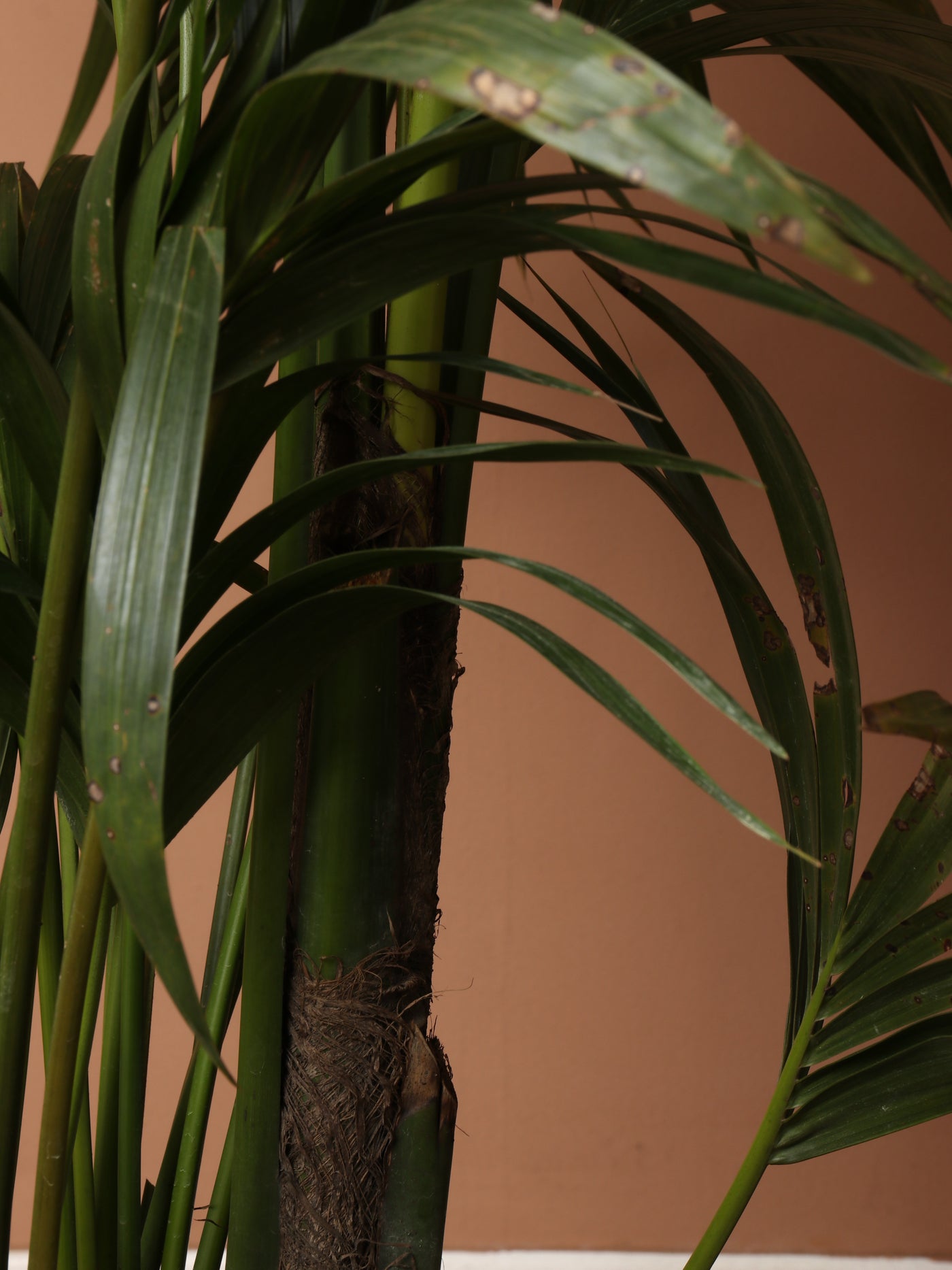 Full Size Kentia Palm
