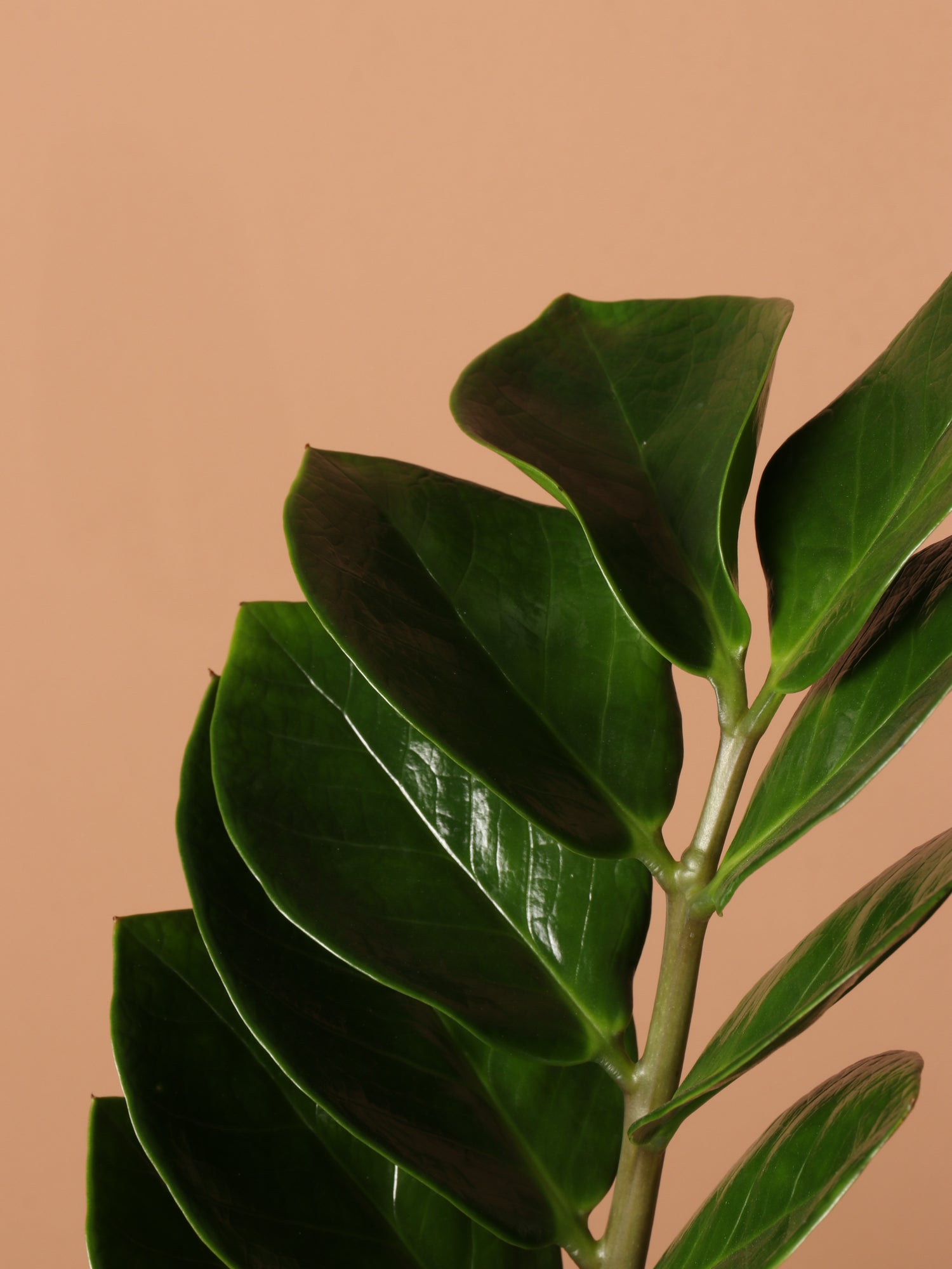 leaf without stem zz plant 6-8ft ZZ Plant – Dahing Plants