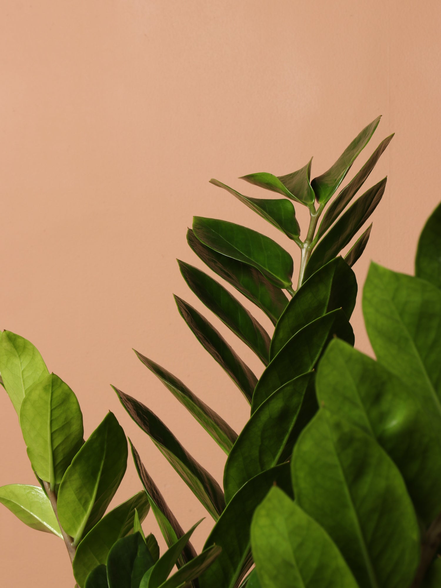 zz plant mature size Full Size ZZ Plant